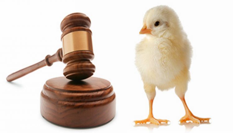 How to Become an Animal Rights Lawyer