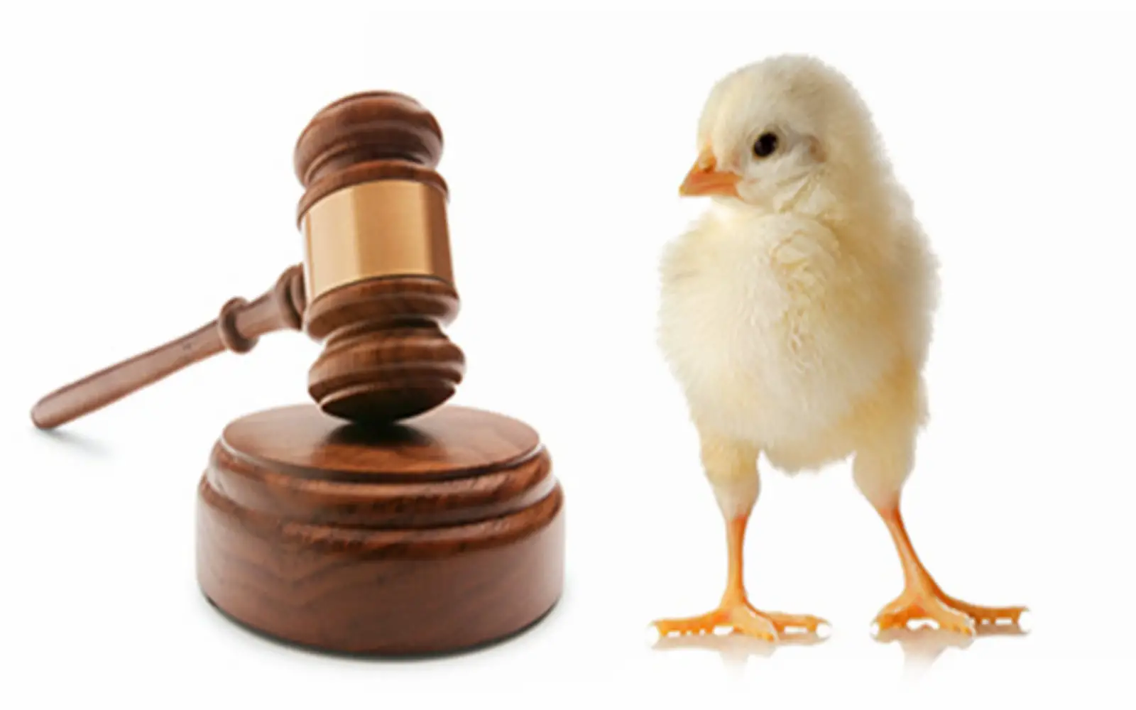 How to Become an Animal Rights Lawyer | 6 Steps You Have to Follow
